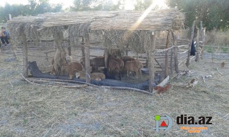 Zərdabın icra başçısı bu çoban ailəsindən nə istəyir? Zərdabın icra başçısı bu çoban ailəsindən nə istəyir?