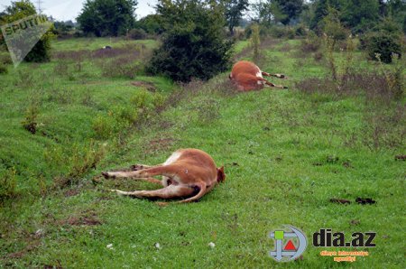 Belə davam edərsə, qucağına almağa cücə də tampayacaq... Belə davam edərsə, qucağına almağa cücə də tampayacaq...