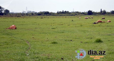 Belə davam edərsə, qucağına almağa cücə də tampayacaq... Belə davam edərsə, qucağına almağa cücə də tampayacaq...
