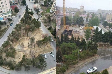 Bakıda YAŞILLIĞA QƏNİM KƏSİLƏNLƏR... Bakıda YAŞILLIĞA QƏNİM KƏSİLƏNLƏR...